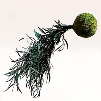Kokedama Nicoli