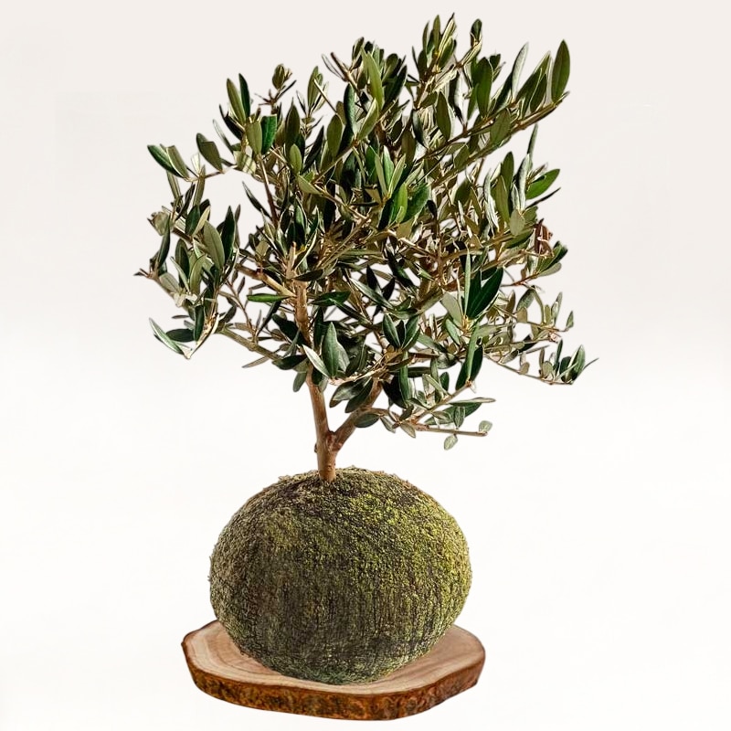 Kokedama Olivo