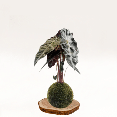 Kokedama Oreja-de-elefante elaborada a mano con musgo natural