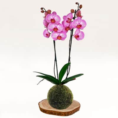 Kokedama Orquidea elaborada a mano con musgo natural