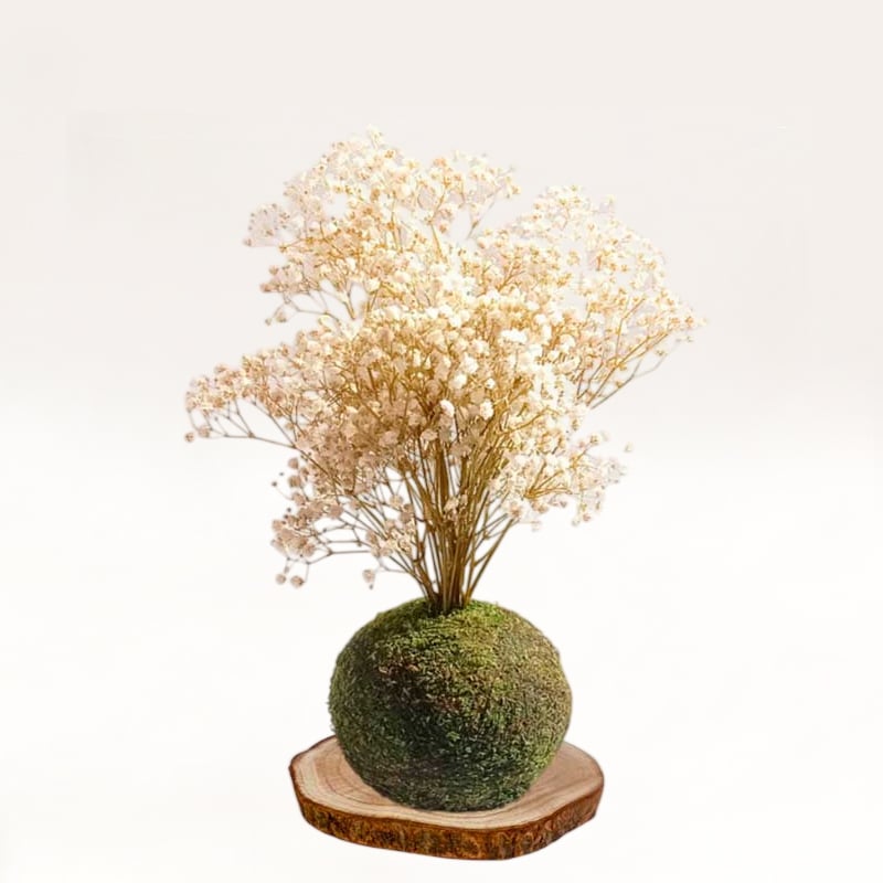 Kokedama Paniculata natural
