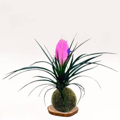 Kokedama Tillandsia hecha a mano con musgo natural