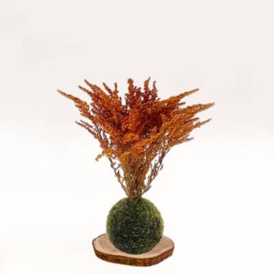 Kokedama Vara de oro preservada