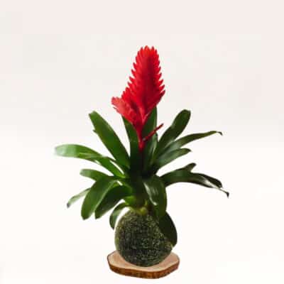 Kokedama Vriesea christiane elaborada a mano con musgo natural